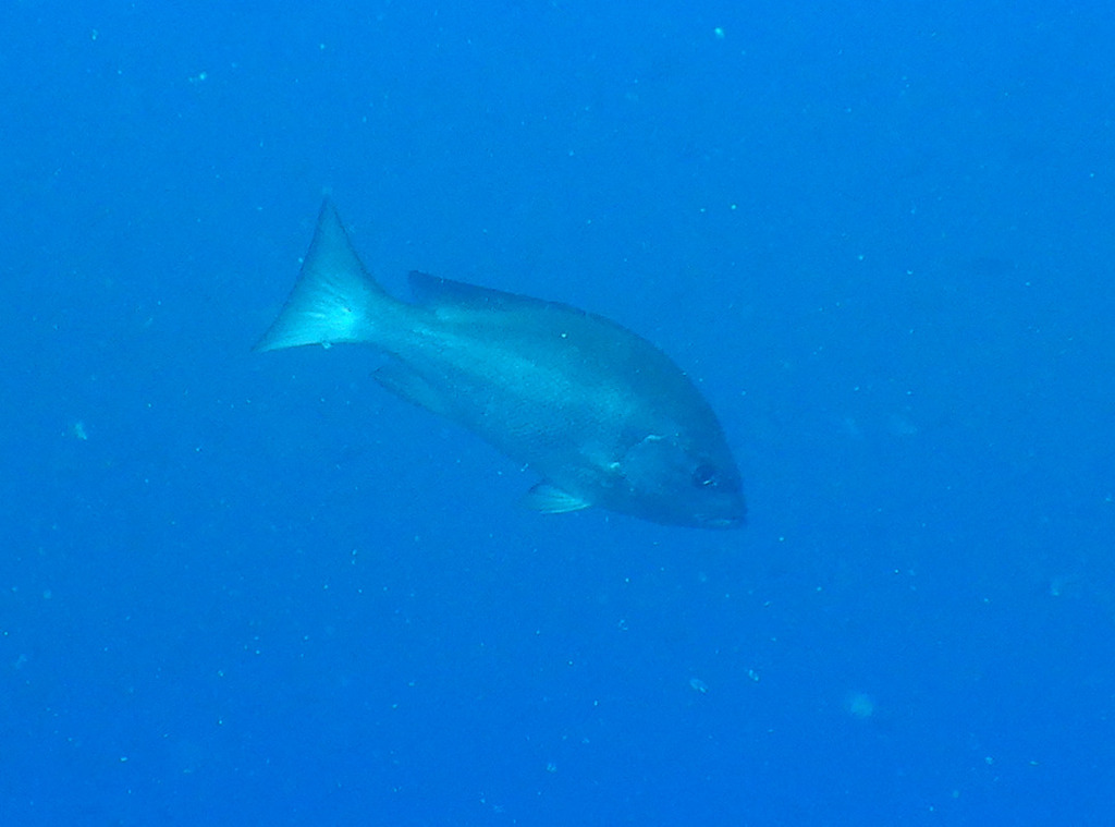 Karmijnsnapper (Lutjanus erythropterus) — Lutjanidae
