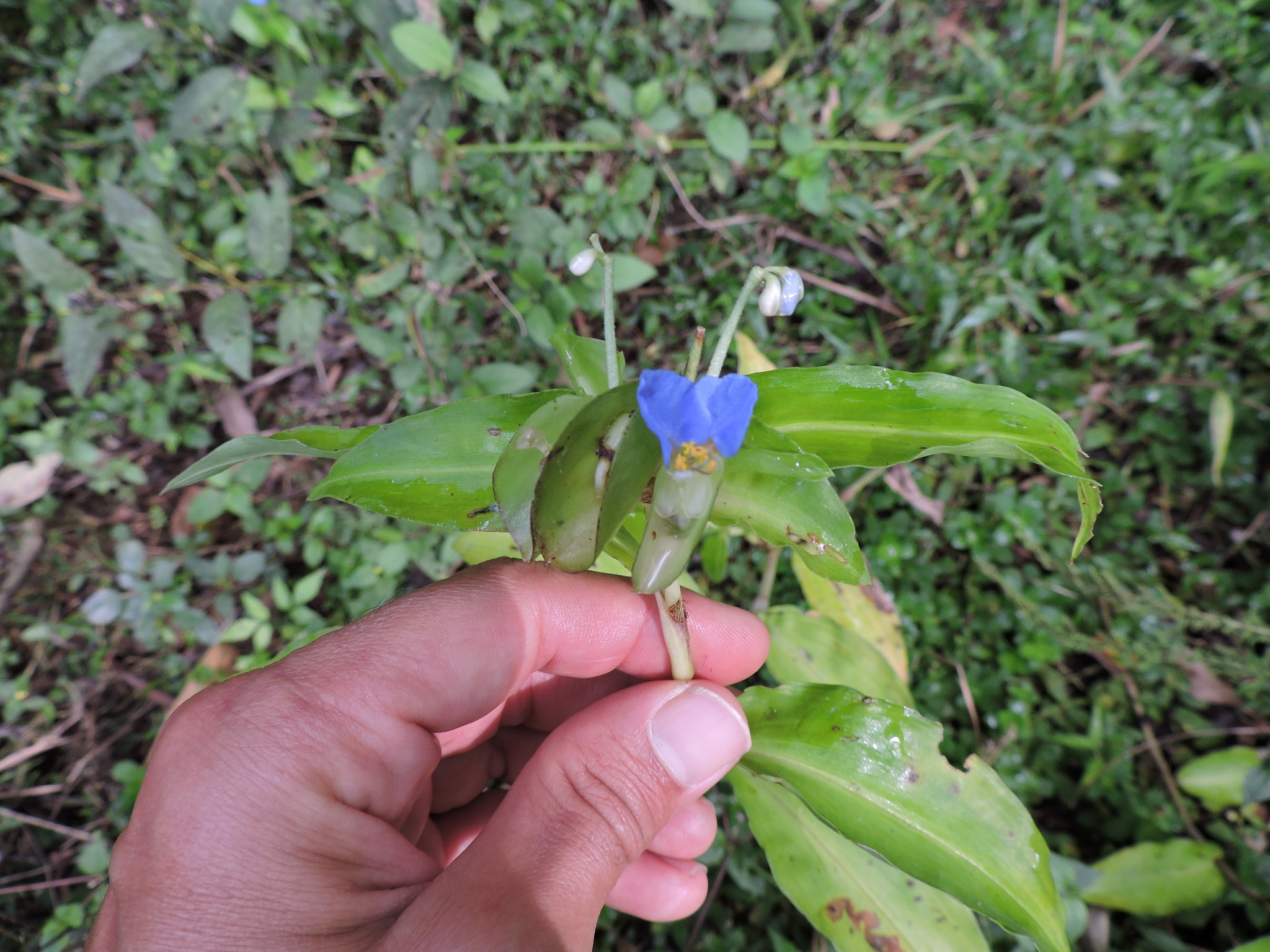 Commelina obliqua
