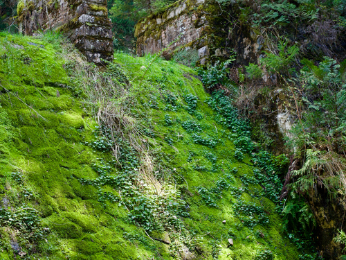 Mitella acerina iNat (1)
