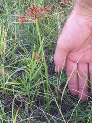 Cyperus brevis