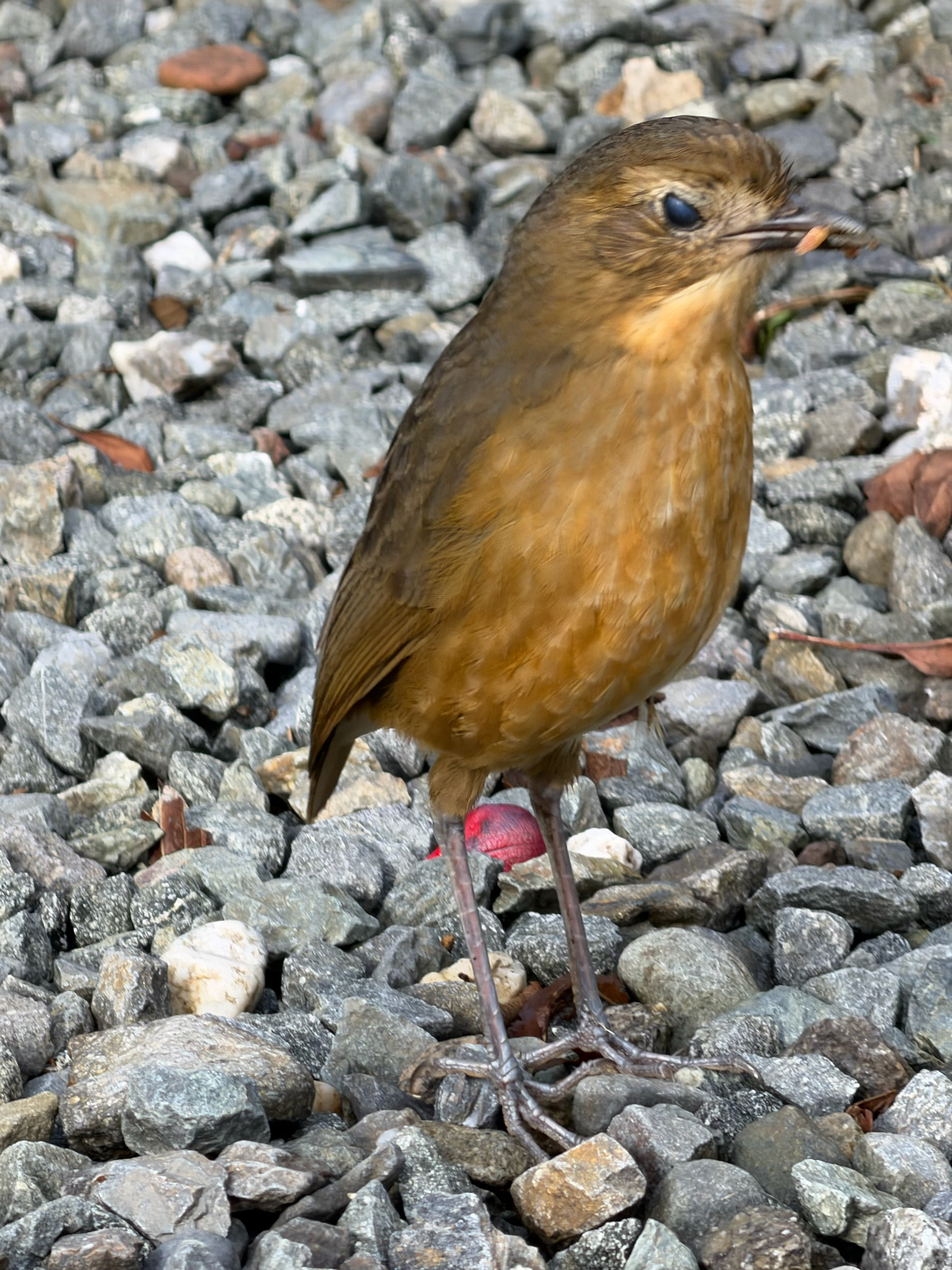 Tawny Antpitta (Grallaria quitensis), photo 2