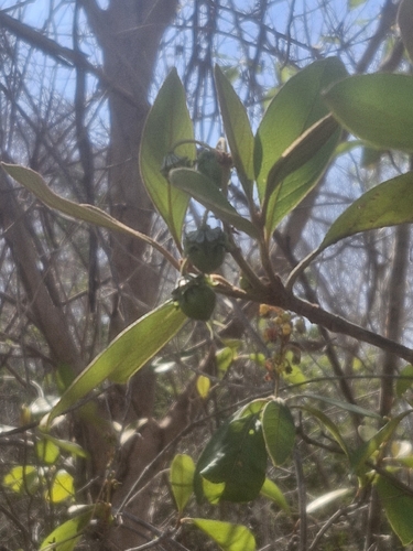 Byrsonima crassifolia