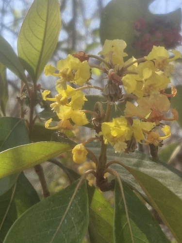 Byrsonima crassifolia