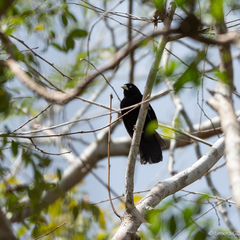 Amblycercus holosericeus