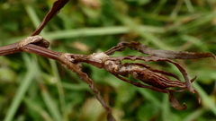 Rumex flexuosus