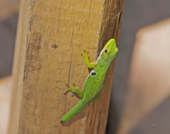 Phelsuma quadriocellata