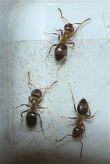 Lasius brunneus