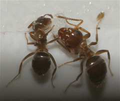 Lasius brunneus