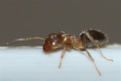 Lasius brunneus