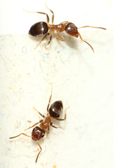 Lasius brunneus