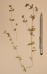 Galium asprellum