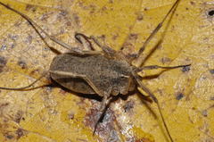 Odiellus troguloides