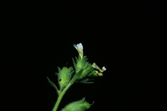 Jamesbrittenia dissecta