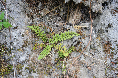 Cheilanthes chusana