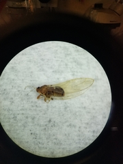 Bactericera dorsalis