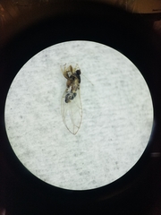 Bactericera dorsalis