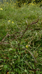 Rumex flexuosus