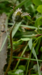 Argentina anserinoides