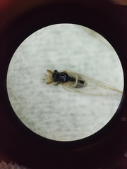 Bactericera dorsalis