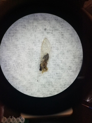 Bactericera dorsalis