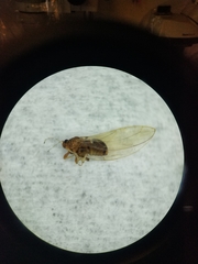 Bactericera dorsalis