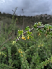 Ribes quercetorum