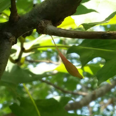 Callirhytis gallaestriatae