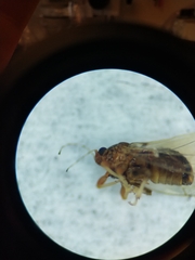 Bactericera dorsalis