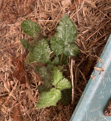 Rubus phoenicolasius