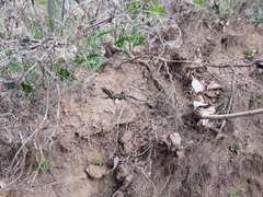 Podarcis muralis nigriventris