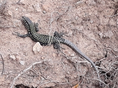Podarcis muralis nigriventris