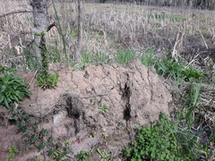 Podarcis muralis nigriventris