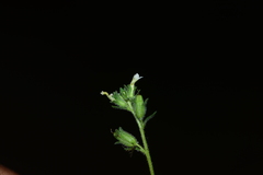 Jamesbrittenia dissecta