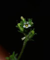Jamesbrittenia dissecta