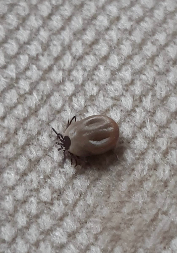 Castor Bean Tick
