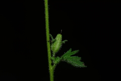 Jamesbrittenia dissecta