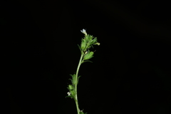 Jamesbrittenia dissecta