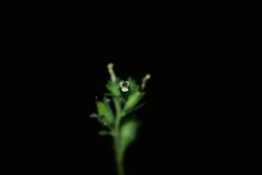Jamesbrittenia dissecta