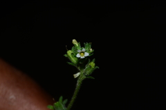 Jamesbrittenia dissecta