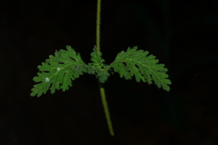 Jamesbrittenia dissecta