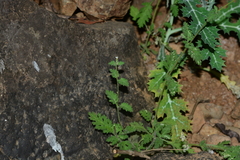 Jamesbrittenia dissecta