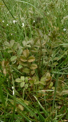 Argentina anserinoides