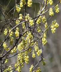 Corylopsis spicata