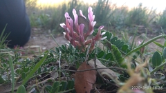 Astragalus incanus
