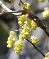 Corylopsis spicata