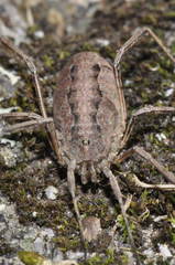 Odiellus troguloides