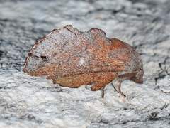 Phyllodesma occidentis