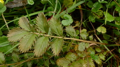 Argentina anserinoides