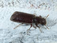 Melalgus plicatus