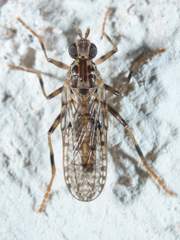 Boreothrinax maculipennis